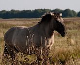 Konik horse.jpg